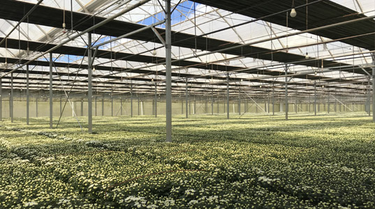 flowers in greenhouse